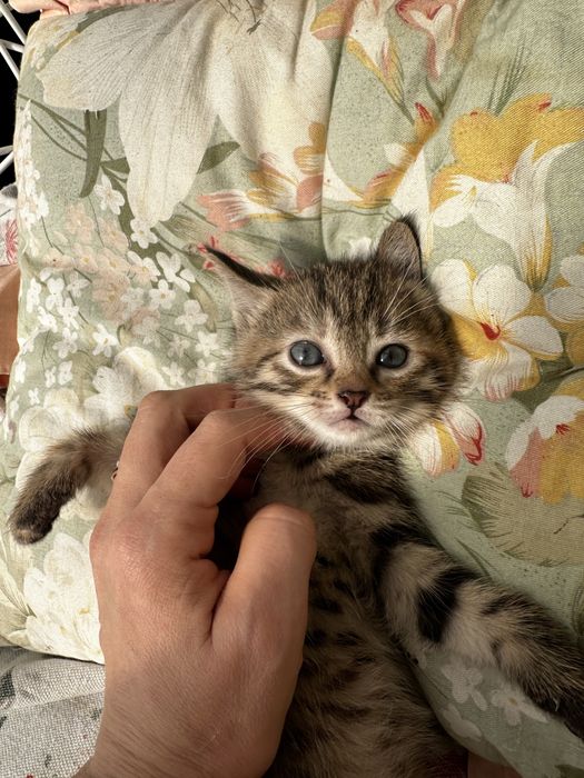 Отдам котят в хорошие руки