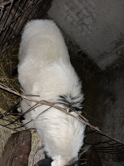 Xisori qoʻchqor sotiladi.