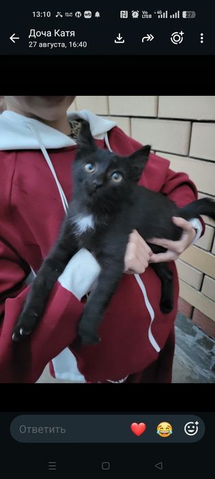 Кошечку в добрые руки