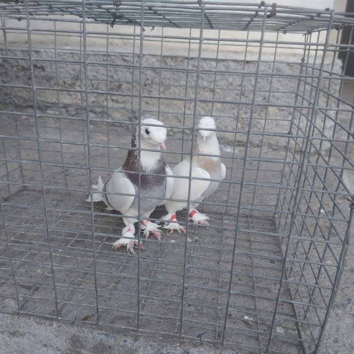 Такла насачуби двух чуби пара гатовый