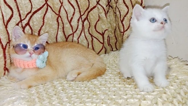 В хорошие руки шотланский котик
