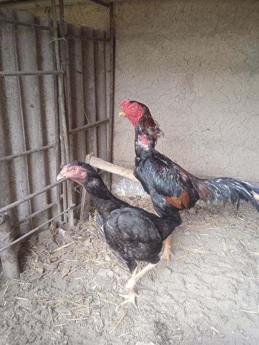 Dakanlar sotiladi. Korea, Yapon, Vetnam zotlari bor.