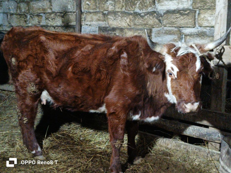 Сиыр сатылады 500мың