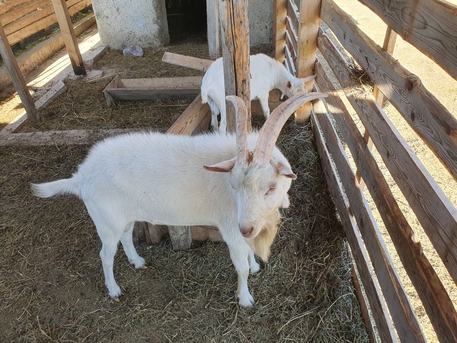 Vand tapi saneen pret negociabil sau schimb cu capre bune de lapte