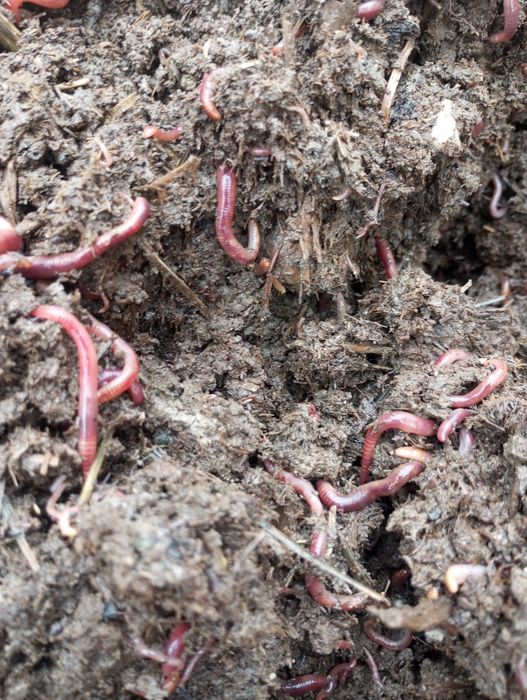 Калифорния чувалчанг