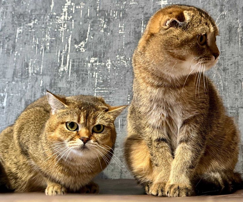 бронь шиншиллки шикарные детки