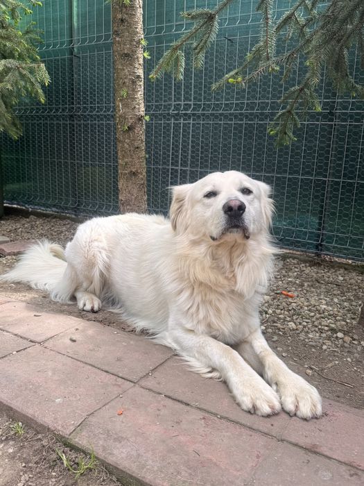 Spre adopție, catel talie mare, varsta 3 ani foarte cuminte si jucaus