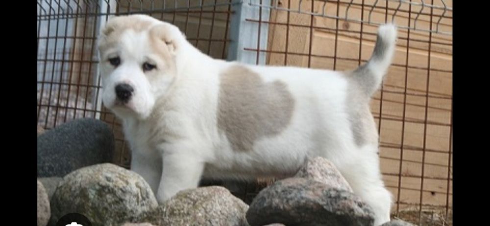 Алабай 4 года. Скелет щенка алабая. Туркменский алабай. Далматинец щенки от алабая. Алабай ставрополь.