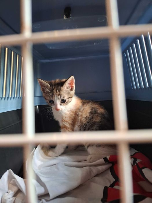 Котета на около 1-2 месеца в гр.София, Лозенец.  Бяло с оранжеви петънца също.