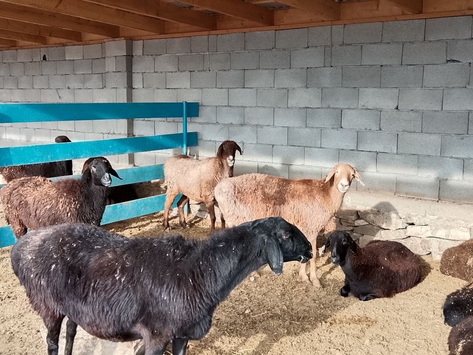 Саулық қойлар сатылады