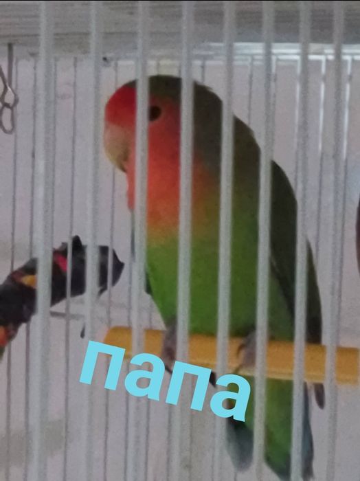 Неразлучники малыши  4  месяца