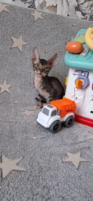 Котята канадского сфинкса