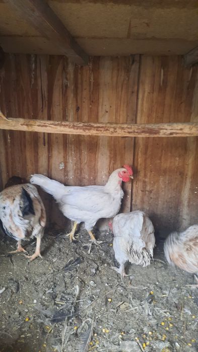 Xo'roz tovuqlar sotiladi xammasi sog'lom