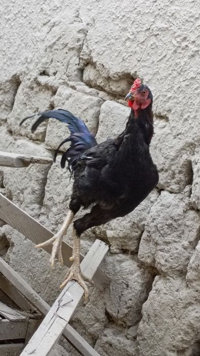 Dakan xoʻrozlar sotiladi