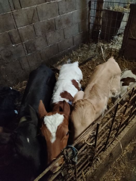 Vitei sugari și semi intarcati