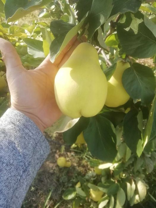 Продавам български дюли