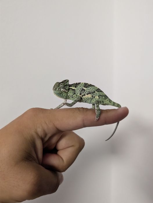 Cameleon (Veiled Chameleon)