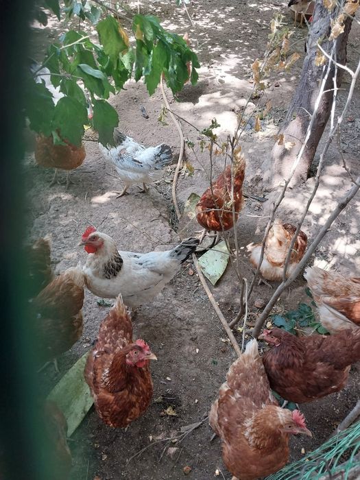 Продаются куры Адлер и Ломан браун