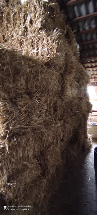 Vând baloți de paie de grâu