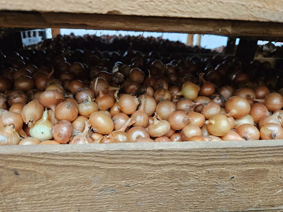 Арпаджик /ситен/среден/едър