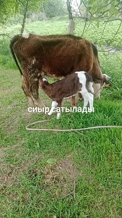 Сиыр сатылады 3жас