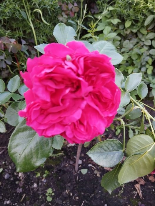 Продам кирпичный дом