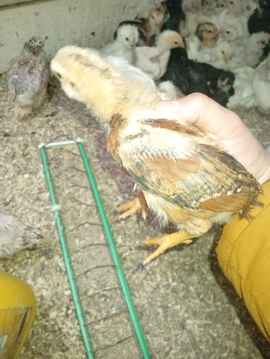 Wayandote gsg și  Araucana