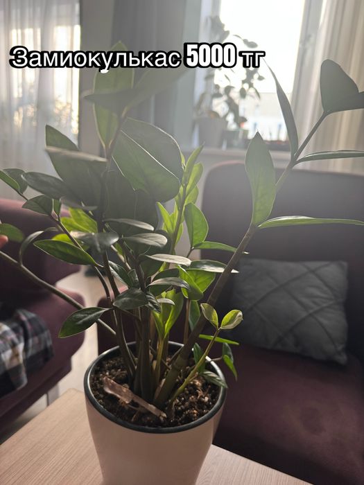 Комнатные домашние растения