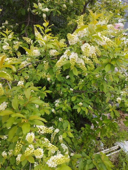 саженцы молодые .