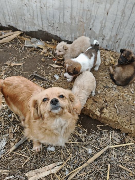 Donez căței 6 săptămâni