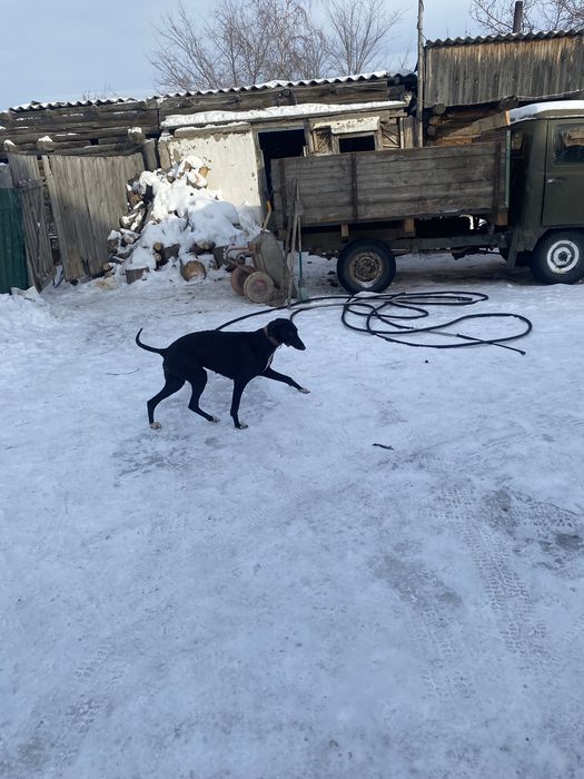 Грейхаунд самка рабочая