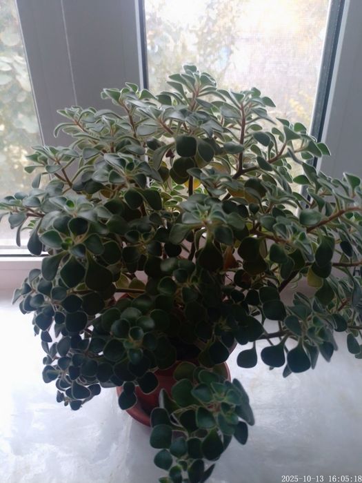 Продаю аихризон (дерево любви).