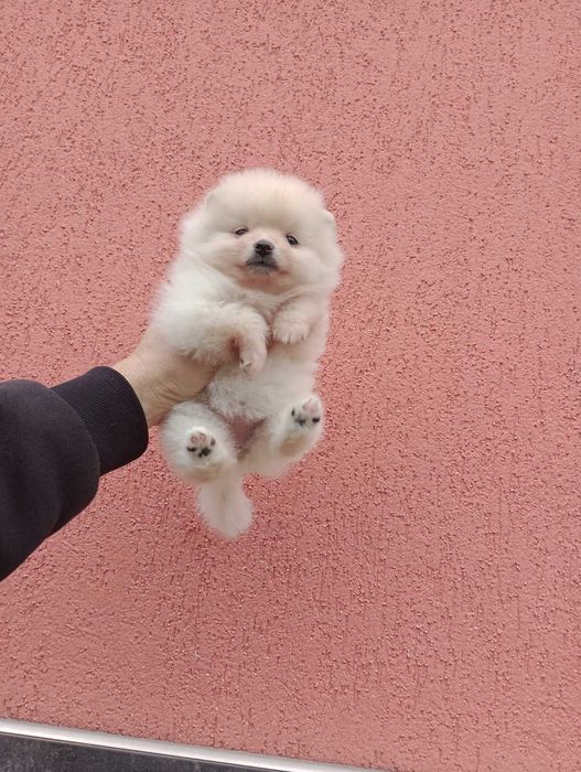 Женски  Померани