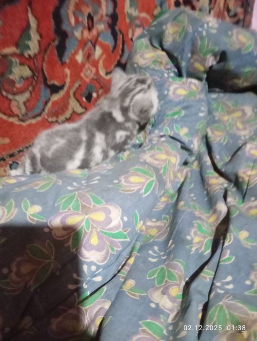 Британские   котята