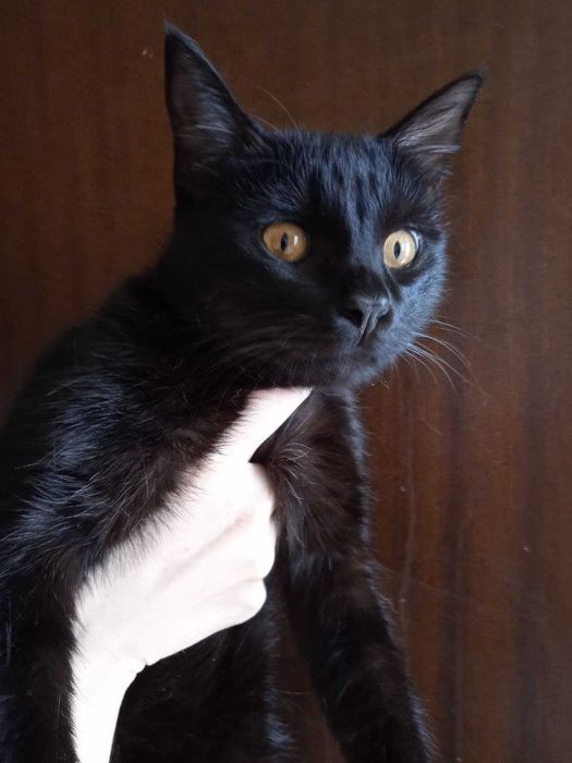 Кошка -Чернышка, 6 месяцев.