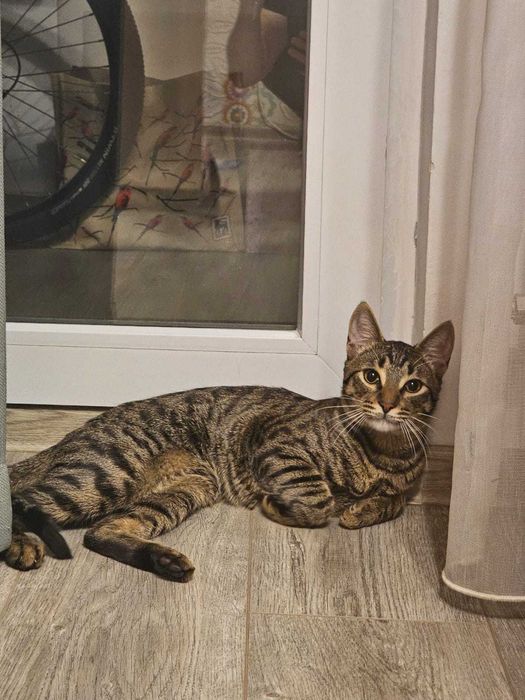 Motănel de 7 luni își caută o familie iubitoare