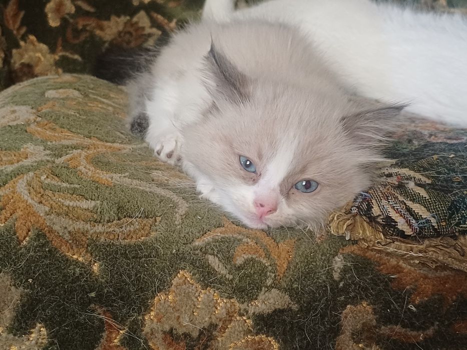 Котята ищут хозяев