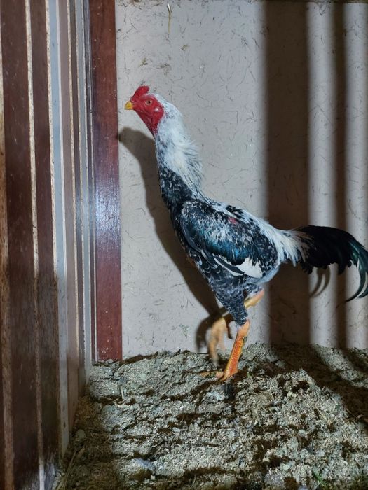 Avgusta chiqan juja sotiladi