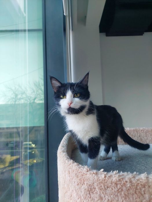 Котенок девочка Ташкент