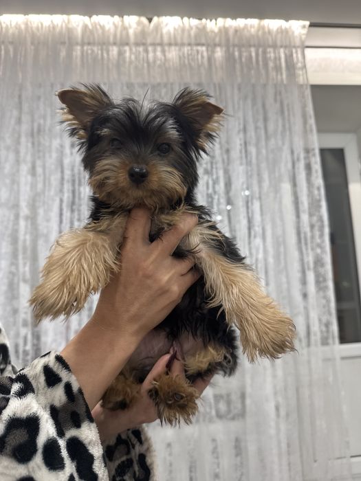 Йоркширский  терьер