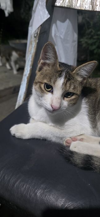 Отдам котика в добрые руки 4 месяца
