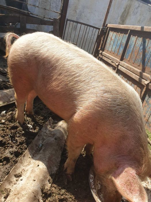 Женско прасе 100/120 кг