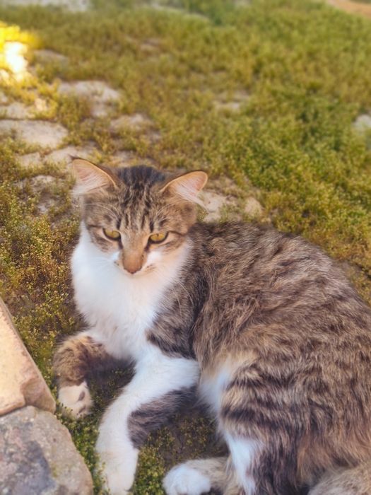 Котик Васька ищет дом