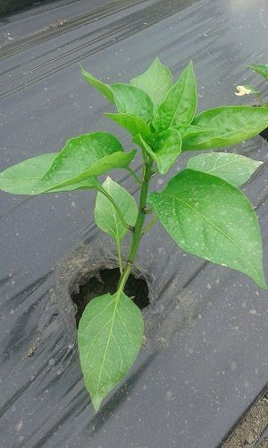 Rasaduri de ardei gras rosu Aktor F1