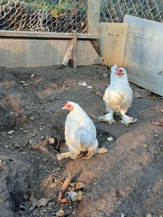 De Vânzare Găini pitice