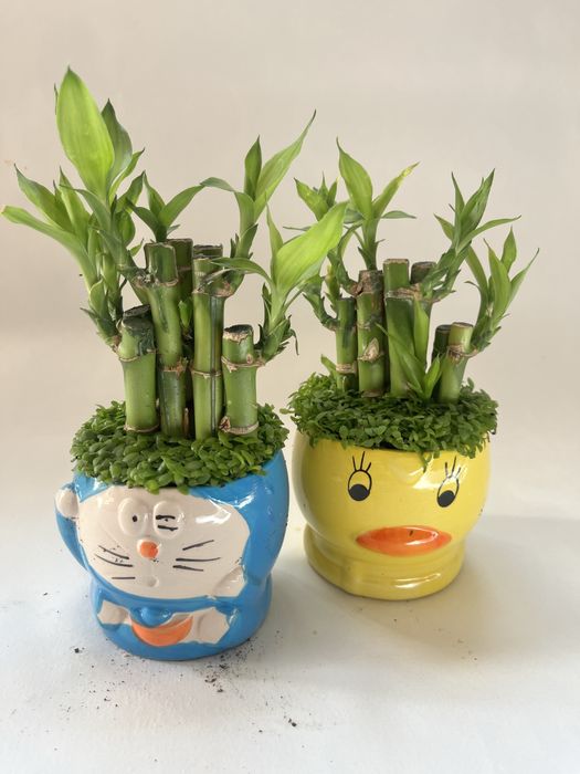 Комнатные цветы, бөлме гүлдері