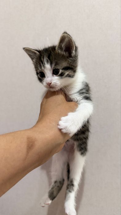 Продаются котята