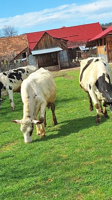 Vând două vaci holstaien