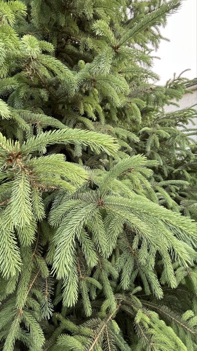 Продам голубые ели