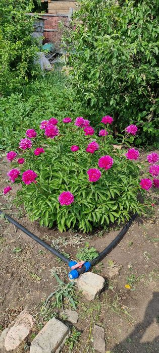 Продам дачу в СО "Текстильщик-1"